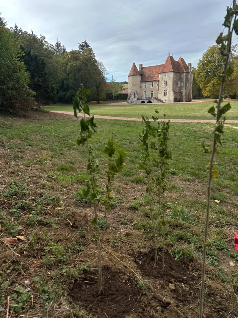 Jeunes arbres plantés devant un château