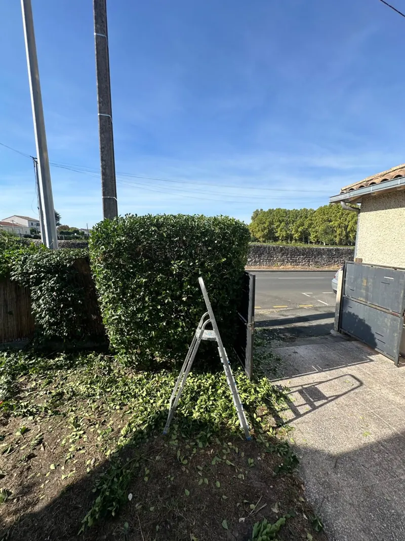 Haie taillée avec escabeau et feuilles au sol